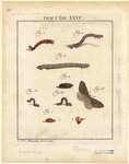 Image ID 806654