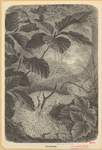 Image ID 806655