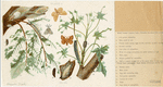 Image ID 806658