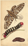 Image ID 806664