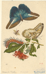 Image ID 806667