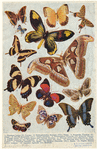 Image ID 806668