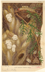 Image ID 806669