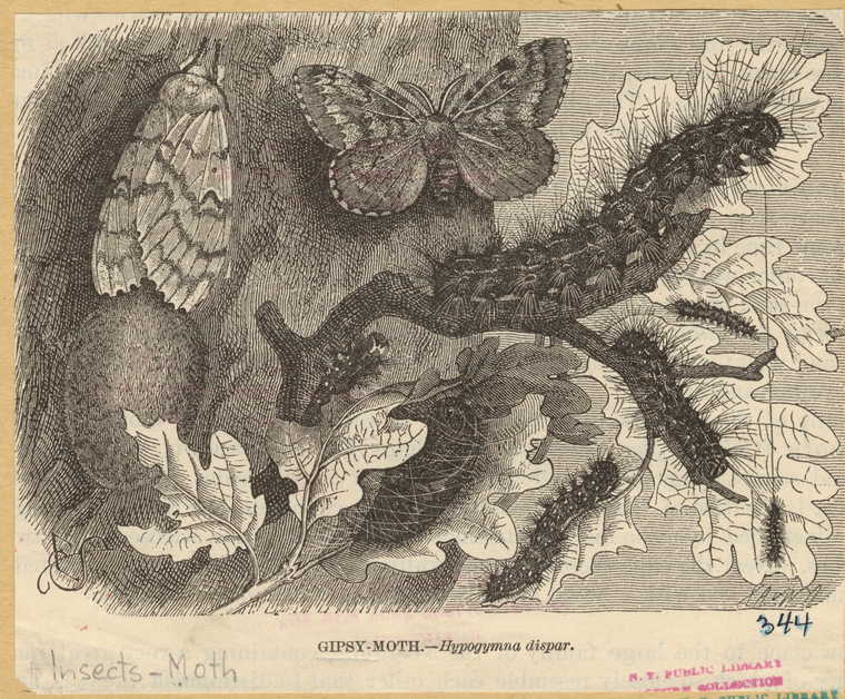 Image ID 806672
