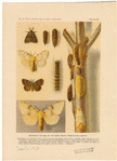 Image ID 806673