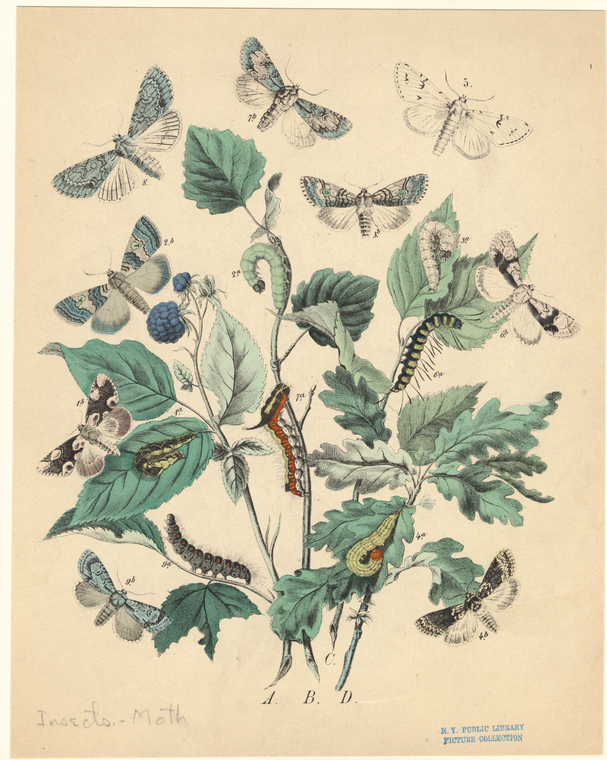 Image ID 806679
