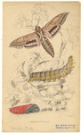 Image ID 806680