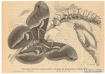 Image ID 806683