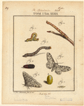Image ID 806688