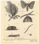 Image ID 806692