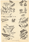 Image ID 806695