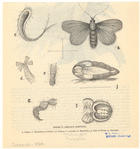 Image ID 806696