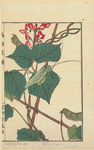 Image ID 806702