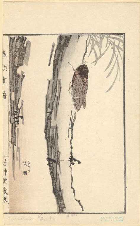 Image ID 806703
