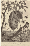 Image ID 806704