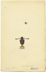 Image ID 806705