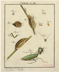 Image ID 806707