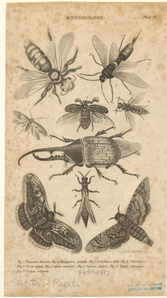 Image ID 806714