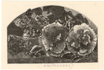 Image ID 806717