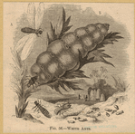 Image ID 806721