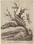 Image ID 806722