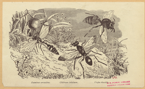 Image ID 806726