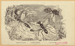 Image ID 806726
