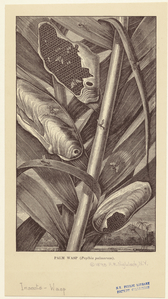 Image ID 806727