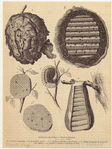 Image ID 806728