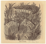 Image ID 806732