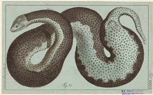 Image ID 807491