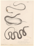 Image ID 807495