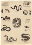 Image ID 807496