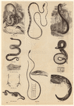 Image ID 807497