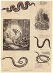 Image ID 807498
