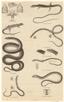 Image ID 807500