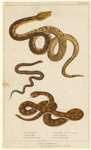 Image ID 807501