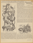Image ID 807502