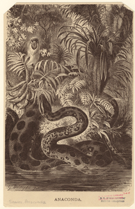 Image ID 807509