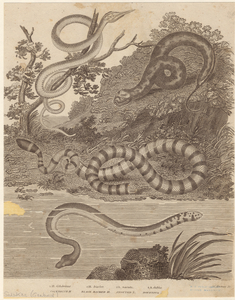 Image ID 807511