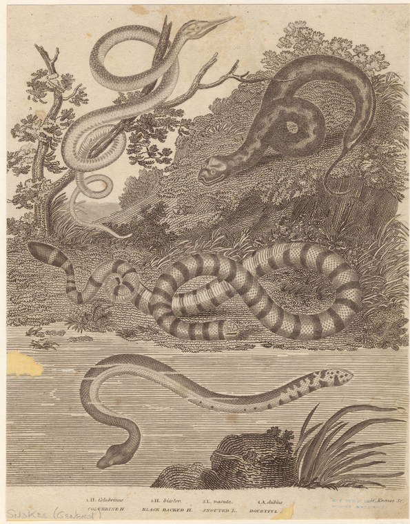 Image ID 807511
