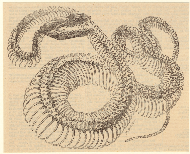 Image ID 807519
