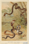 Image ID 807521