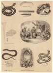 Image ID 807526