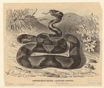 Image ID 807538