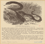 Image ID 807539