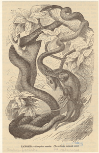 Image ID 807540