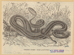 Image ID 807541