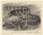 Image ID 807542