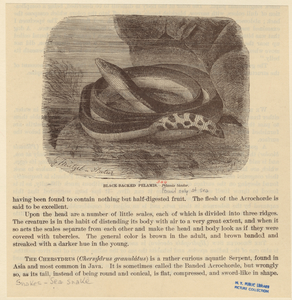 Image ID 807546
